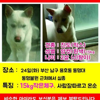 신탕이를 찾습니다