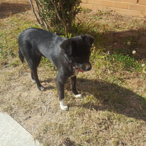 [김포 통진]강아지 보호중 입니다