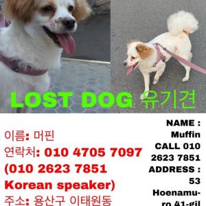 강아지를 찾아요