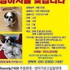 시츄 찾아요ᆢ 도와주세요ㅠ