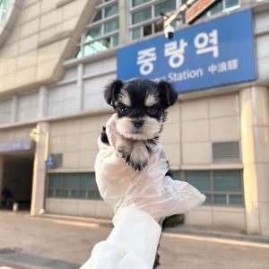 슈나우저 분양해용