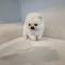 너무 예쁜 화이트 포메라니안 왕자님 분양합니다!