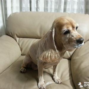 서울시 은평구 코카스파니엘 찾아요