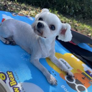 저희집 강아지 제발 찾아주세요 보신분 제보 꼭 부탁드립니다