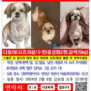 10년을 함께한 가족을 찾습니다 / 시츄 /