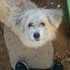 믹스견 수컷 "희동이"