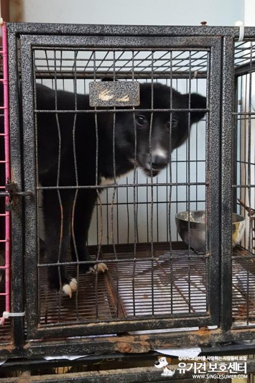 천안유기동물보호소에 있는 11개월 믹스여아 엄마아빠 되어주세요~