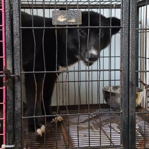 천안유기동물보호소에 있는 11개월 믹스여아 엄마아빠 되어주세요~