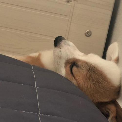 웰시코기 5개월 여아 분양합니다