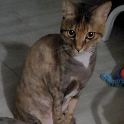 우리집 9살 고양이 태기를 찾습니다.