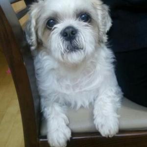 저희 두리를 찾습니다