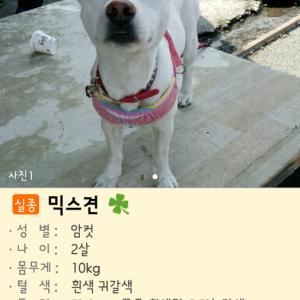 만두를 찾습니다