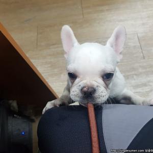 파주 낙하리 낙하ic부근 크림색 프렌치불독