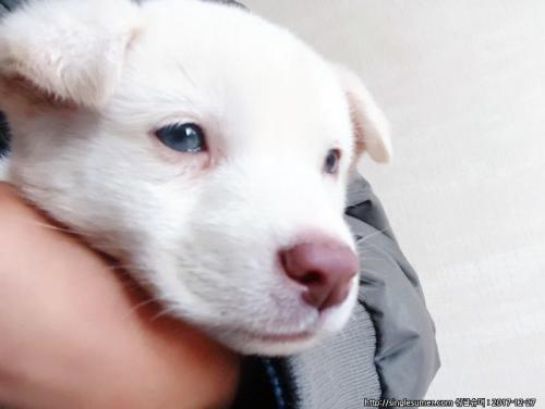 눈파란 어린 강아지 보호중입니다.