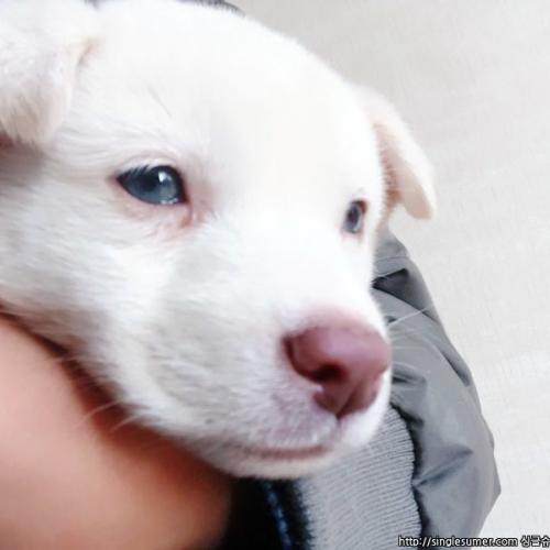 눈파란 어린 강아지 보호중입니다.