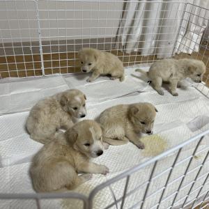 새끼강아지 입양하실분이요 너무 순해요ㅠ