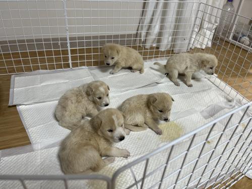 새끼강아지 입양하실분이요 너무 순해요ㅠ