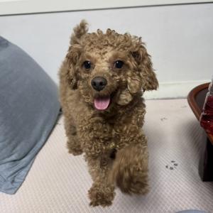 운천동 흥덕대교 아래에서 발견했어요 주인찾아요