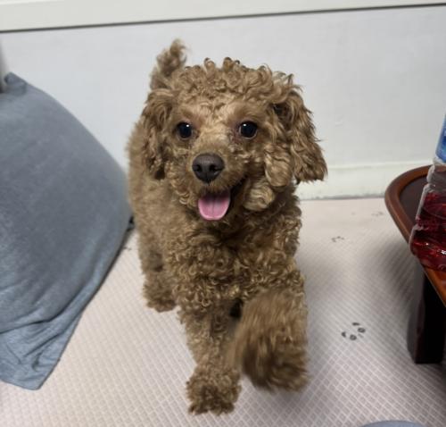 운천동 흥덕대교 아래에서 발견했어요 주인찾아요