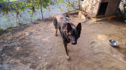 시흥시 군자동(능곡동) 수컷 울프세퍼트 보호중