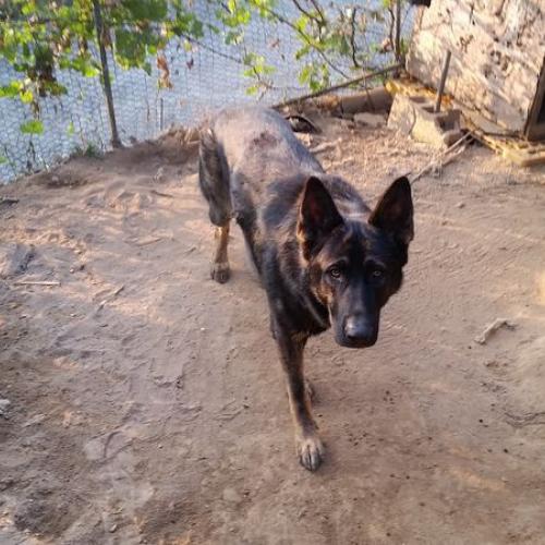 시흥시 군자동(능곡동) 수컷 울프세퍼트 보호중