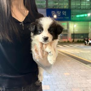 보더콜리 공주님 분양 합니다.