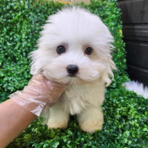 꼬똥분양 2개월령 공주님 모량 많고 애교도 많아요