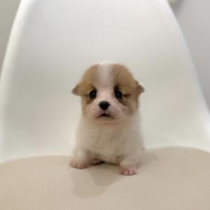 웰시코기 아이의 예약취소로 새로운 가족 찾아요