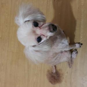 서울 신림동 난곡동 연갈색푸들찾습니다