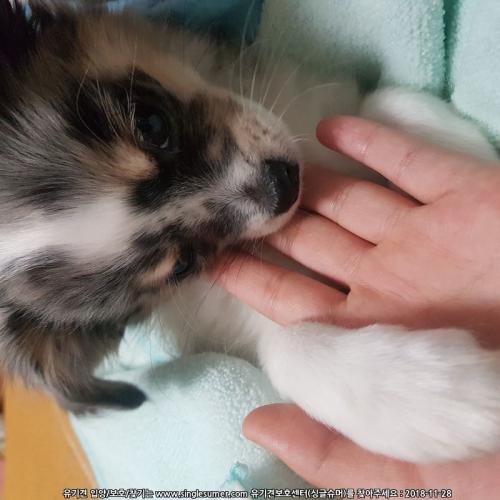 강아지 입양합니다