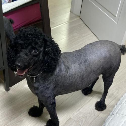 6살 블랙푸들 분양 합니다