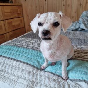 강아지를 애타게 찾습니다.