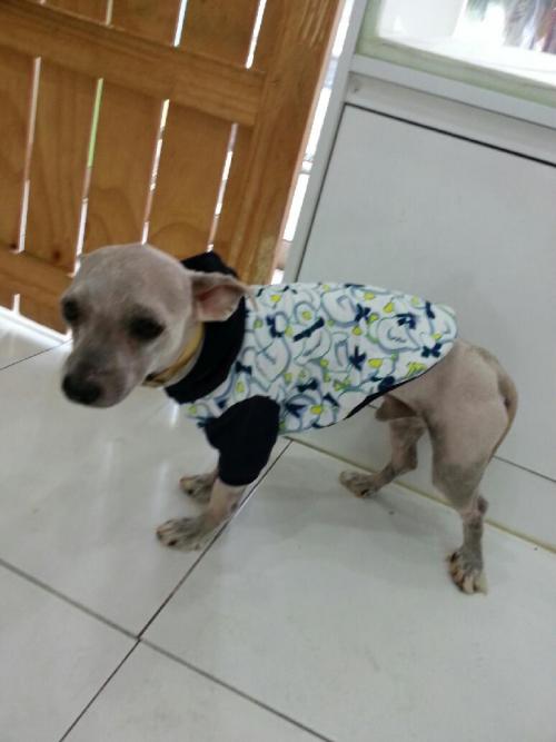 [안산시 월피동] 유기견 새로운 가족을 찾습니다.