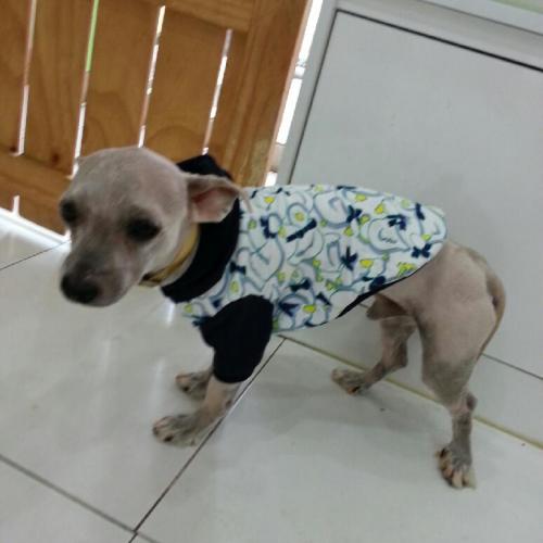 [안산시 월피동] 유기견 새로운 가족을 찾습니다.