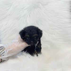 2개월령 블랙탄말티푸 분양보냅니당