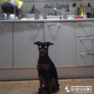 우리 초코 찾습니다