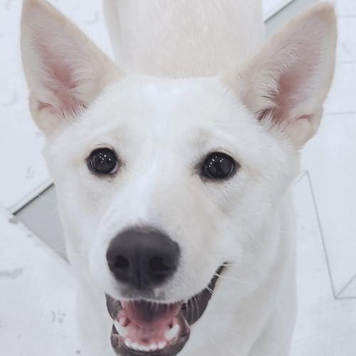 진트리버 분양합니다