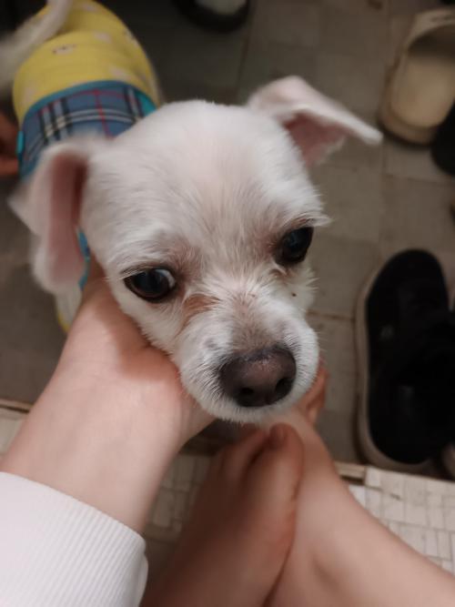 말티즈 남자아이 주인 찾아요