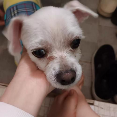 말티즈 남자아이 주인 찾아요