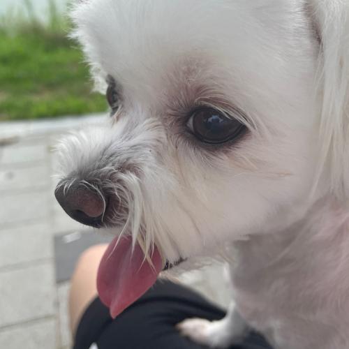 용인 용담저수지 라미르카폐 근처에서 개 잃어버린 주인찾습니