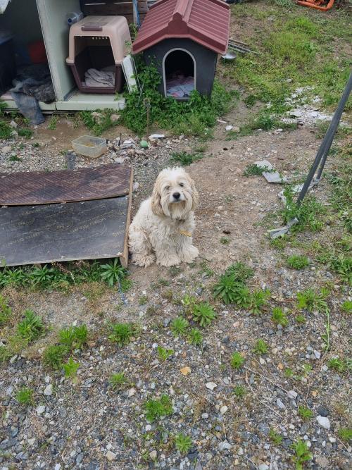 비숑 무료 분양