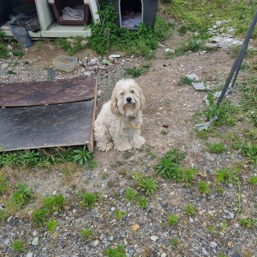 비숑 무료 분양