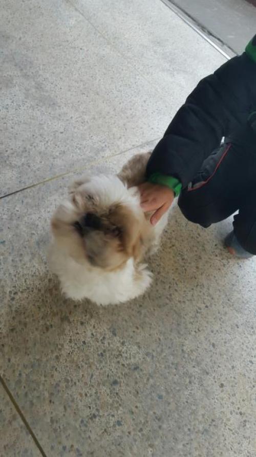 2/18 거여동에서 발견된 시츄를 사랑으로 입양해주실 분 제발 나타나주세요.