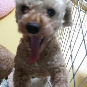 토이푸들 찾아요