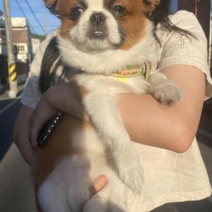 강아지를 임시보호 중입니다.