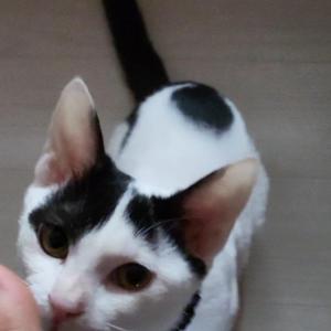 고양이를 찾아주세요!