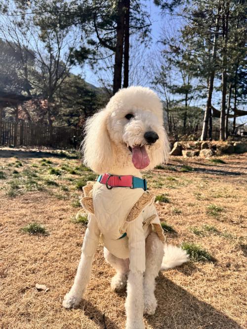 스탠다드푸들2살