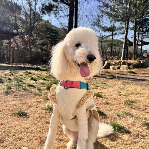 스탠다드푸들2살