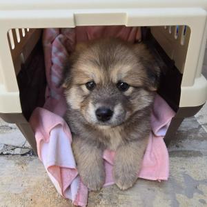 믹스견 50일 새끼강아지찾아요