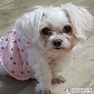 광산구 운남주공7단지사거리에서 잃어버린 말티즈를 찾습니다!!!